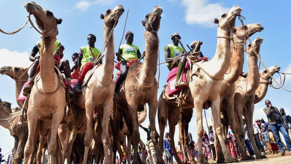 Camel Racing In Chad Camel Racing - Paukwa